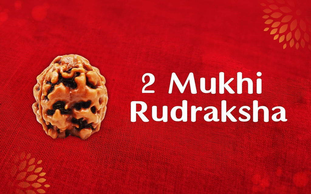 2 Mukhi Rudraksha: What are its Significance and Benefits?