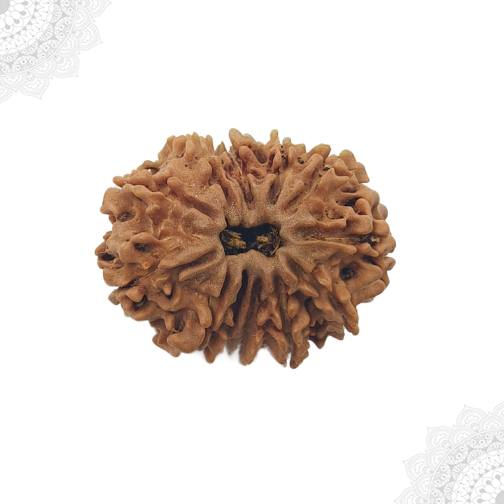 12 Face Rudraksha