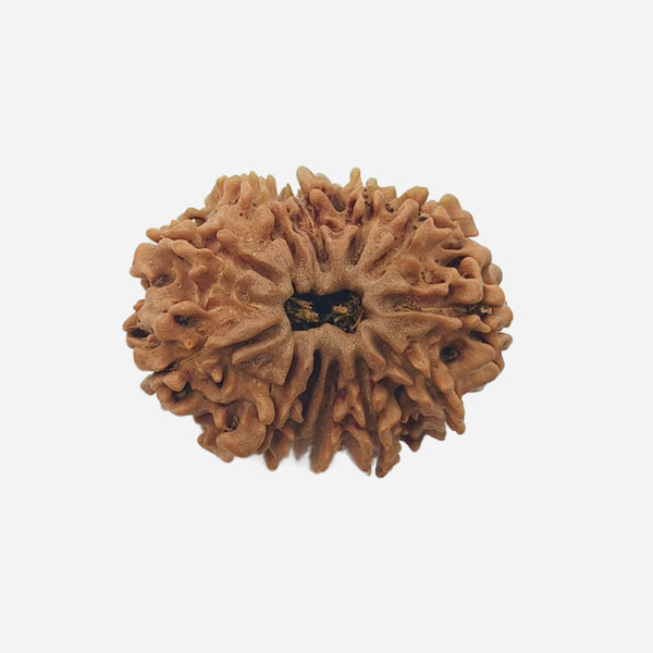 12 Face Rudraksha