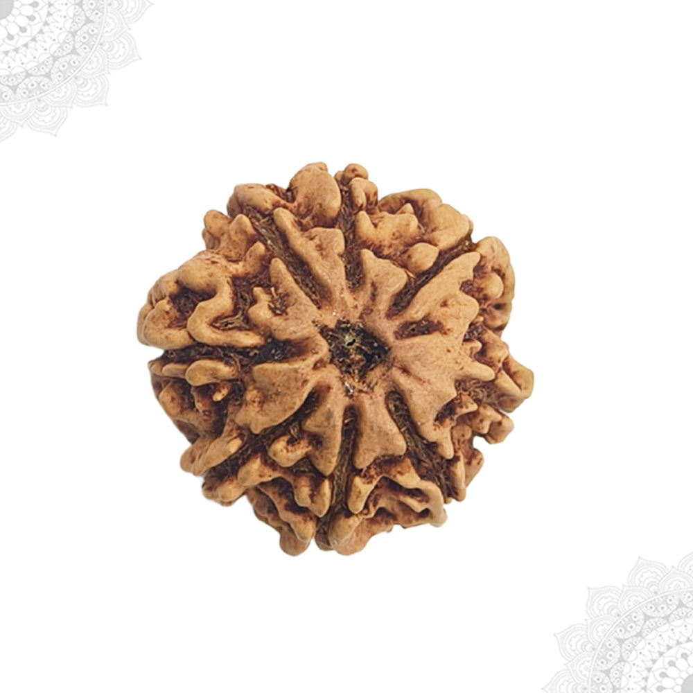 8 Face Rudraksha