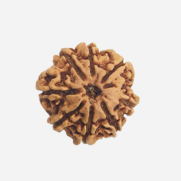 8 Face Rudraksha