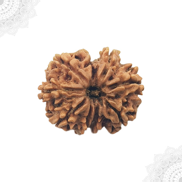 9 Face Rudraksha