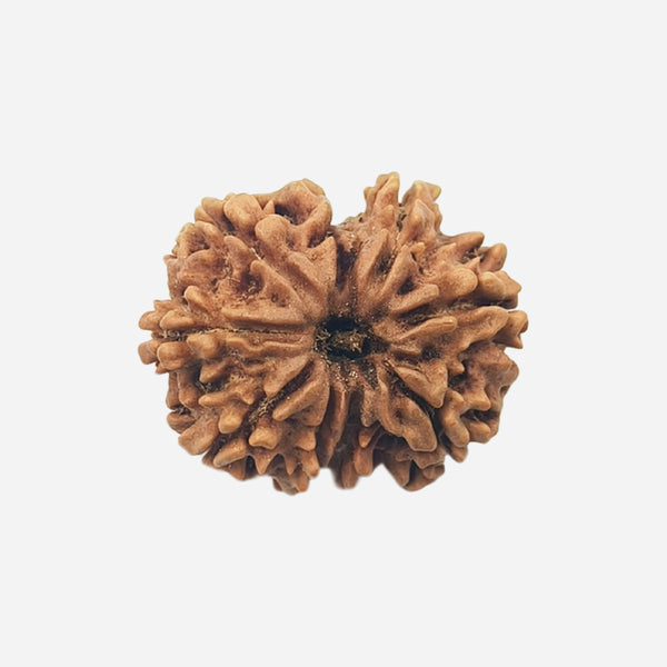 9 Face Rudraksha